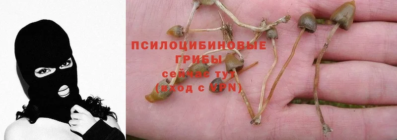 Псилоцибиновые грибы Psilocybine cubensis  Челябинск 